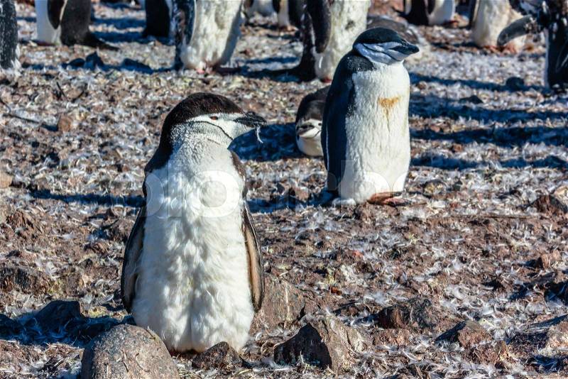 Funny furry gentoo penguin chick standing in front with his flock in the background, Half Moon Island, Antarctic, stock photo