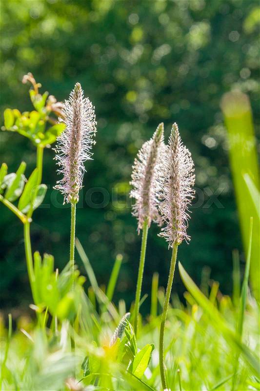 Low angle shoot of some hoary plantain flowers in sunny ambiance at summer time, stock photo