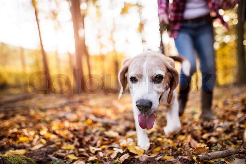 Unrecognizable active senior woman with dog on a walk in a beautiful autumn forest, stock photo