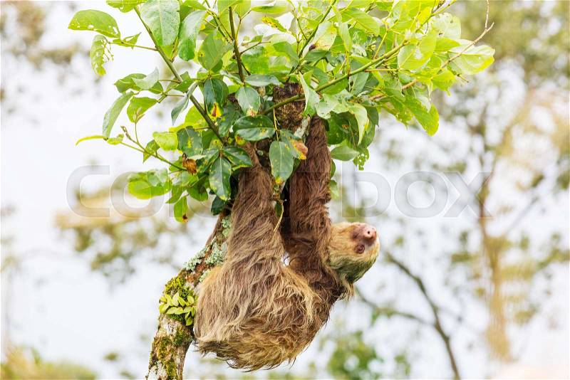 The sloth on the tree in Costa Rica, Central America, stock photo
