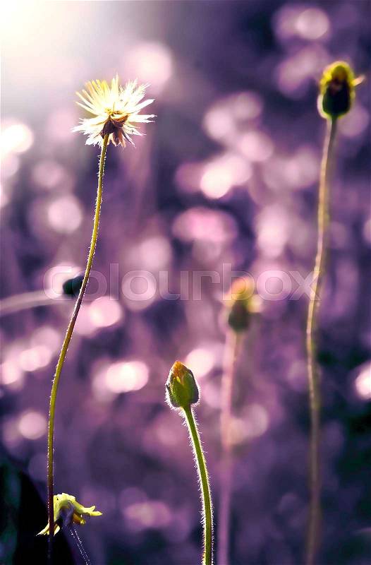 Close up grass flower on sunset , vintage retro color tone, stock photo