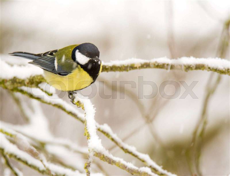 Closeup of a Great tit bird sitting on the branch of a snow covered tree, stock photo