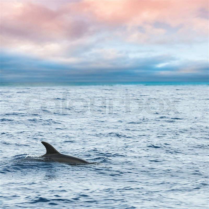 Fin of Common Dolphin swimming in Atlantic Ocean near Madeira Island is cloudy day, Portugal. Square photo, stock photo