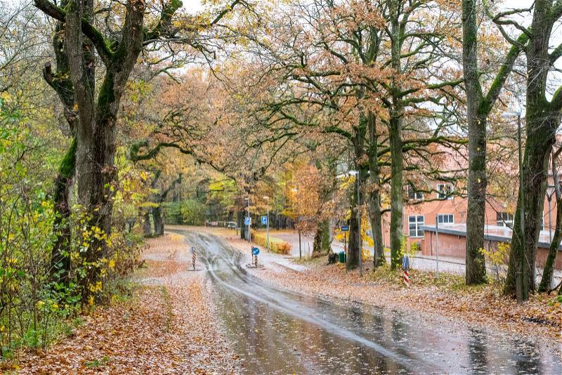 Autumn Danish Forest in November in Viborg, Denmark, stock photo