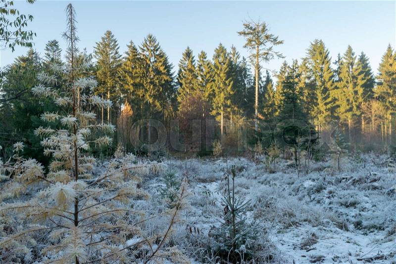 Danish Forest, stock photo