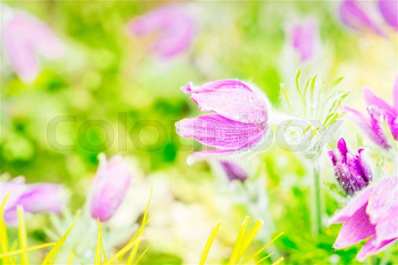 Spring Anemone violet flowers in green garden, toned, stock photo