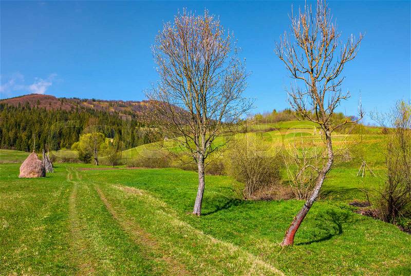 Country road in to forest along the rural field. haystack and two leafless trees along the path. beautiful springtime in mountains, stock photo