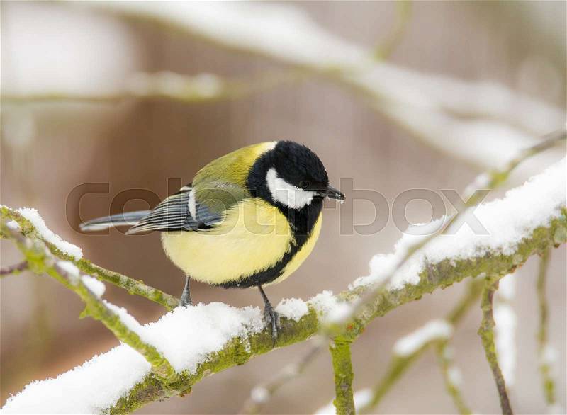 Closeup of a Great tit bird sitting on the branch of a snow covered tree, stock photo
