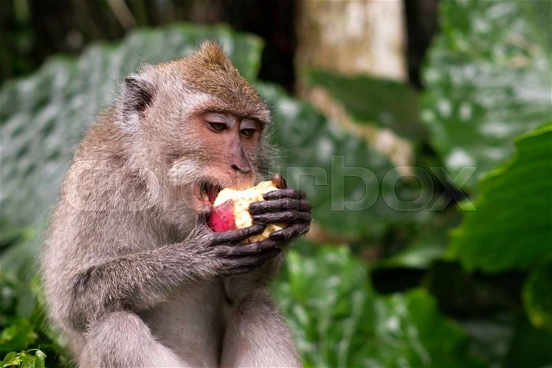 Young Macaque Monkey eat on background of green leaves, stock photo