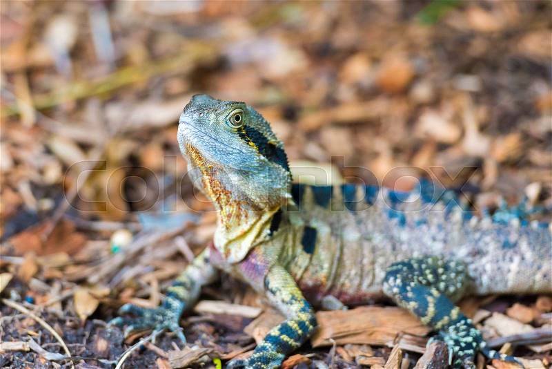 Colorful Australian Eastern Water Dragon with focus on eyes, stock photo