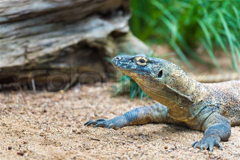 Close-up of a Komodo dragon with focus on eyes, stock photo