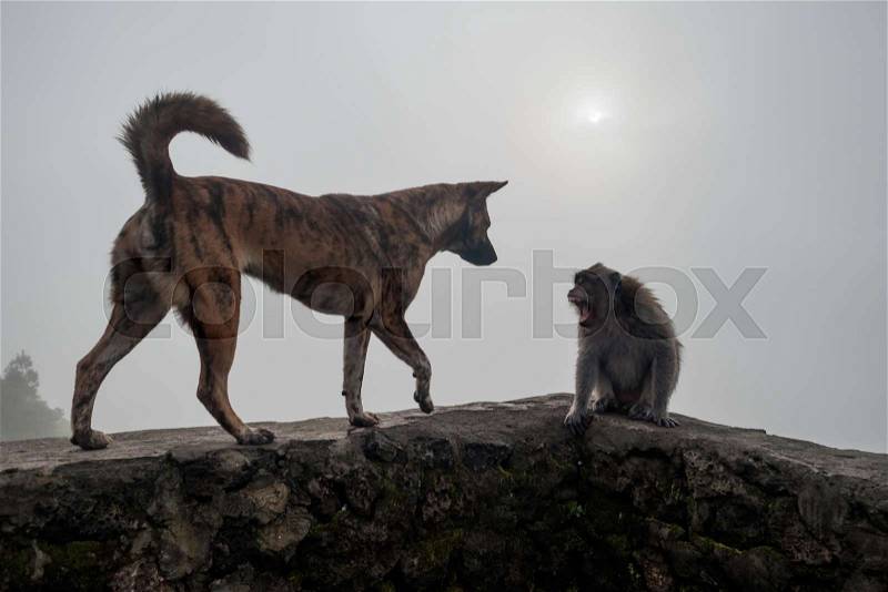 Monkey shouting on dog because she is frightened. Enemies in wild life, stock photo