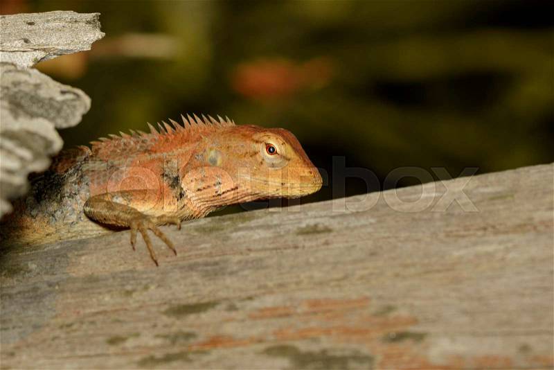 Image of a chameleon on nature background. Reptile. Animal, stock photo