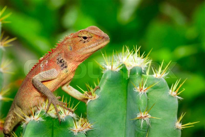 Image of a chameleon on nature background. Reptile. Animal, stock photo