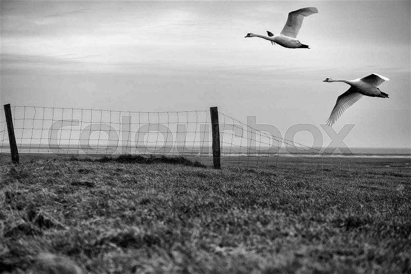 Flying swans across the dam to the North Sea and the Danish part of the Wadden Sea National Park. Monochrome, stock photo