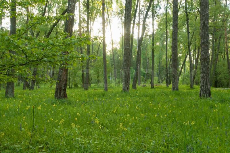 Beautiful spring forest, Siberia, Russia. Nature, yellow flower and trees in spring forest, stock photo