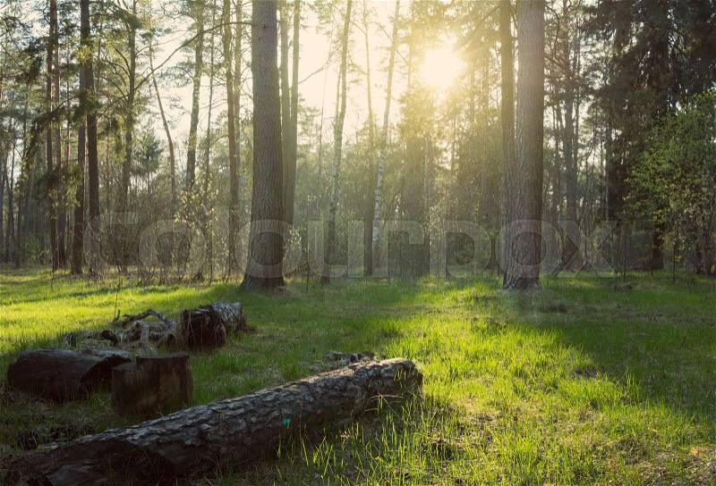 Sunrise in beautiful spring forest. Nature, broken trees in spring forest, stock photo