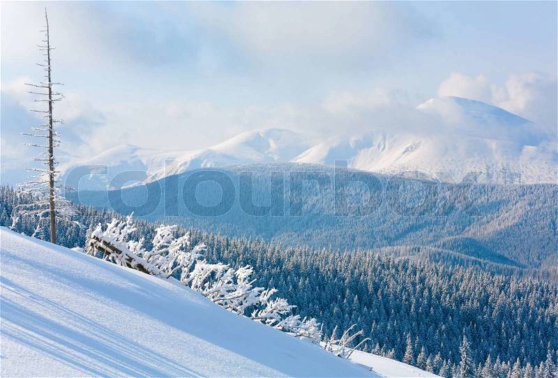 Morning winter calm mountain landscape with beautiful fir treeson slope Kukol Mount, Carpathian Mountains, Ukraine, stock photo