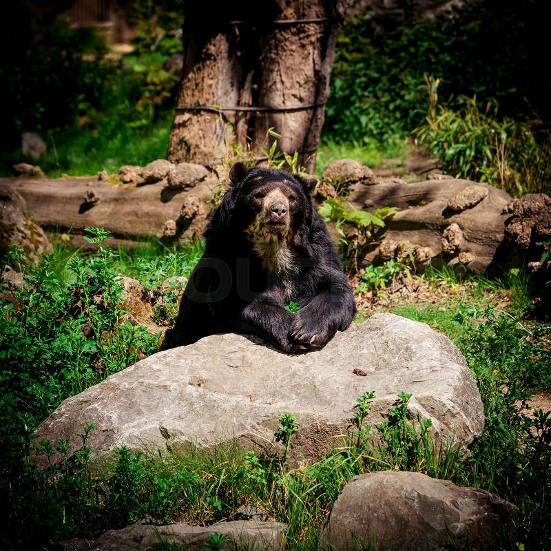 Black bear. A big black bear, stock photo