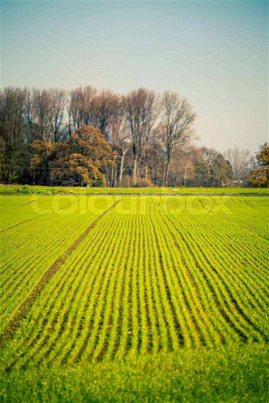 Farm Landscape. green field. Farmland fields, stock photo