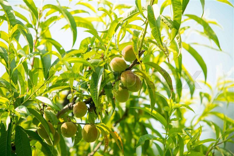 Sweet peach fruits growing on a peach tree branch, stock photo