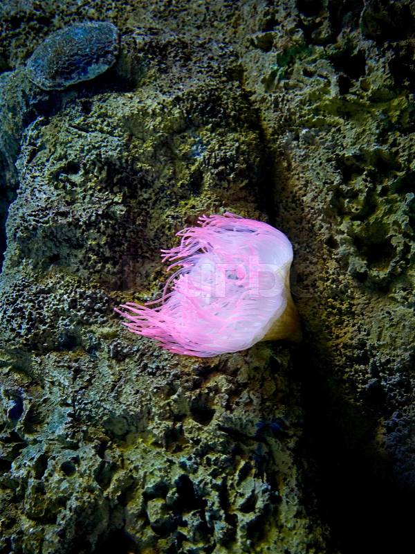 Pink sea anemone in marine aquarium, stock photo
