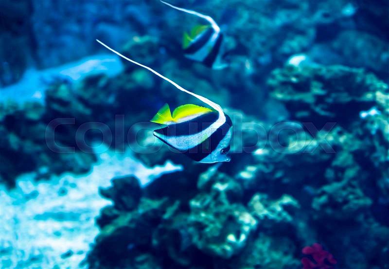 Exotic tropical fish, or common fish in aquarium, stock photo