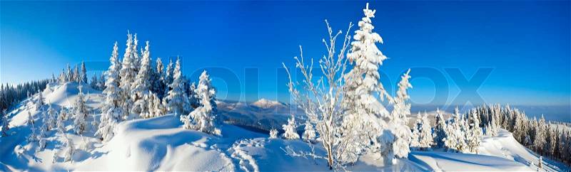 Morning winter calm mountain landscape with fir trees on slope Carpathian Mountains, Ukraine Four shots stitch image, stock photo