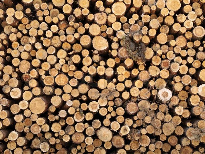 Photo of the cut out logs, stock photo