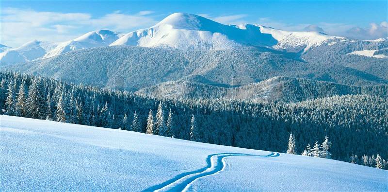 Morning winter calm mountain landscape with coniferous forest on slope Carpathian Mountains, Ukraine Four shots stitch image, stock photo