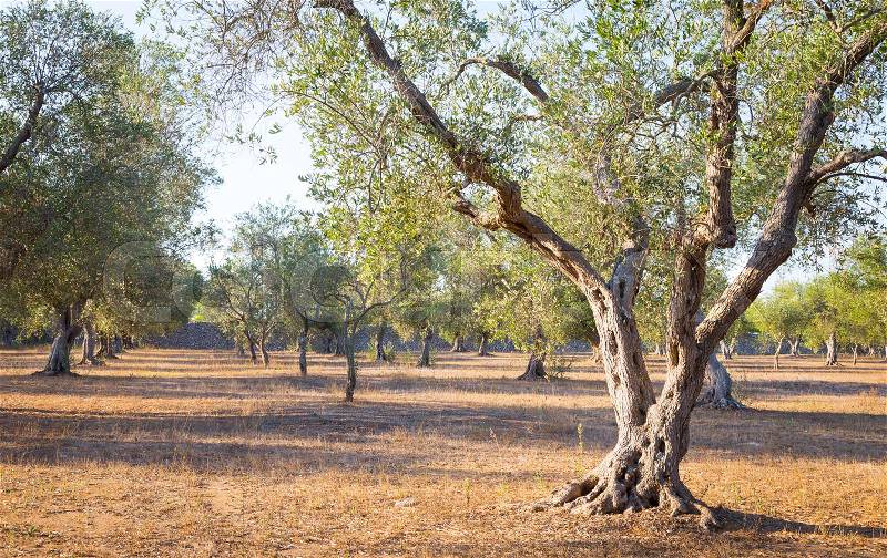 Italy, Puglia Region. One hundred years old olive tree detail, stock photo
