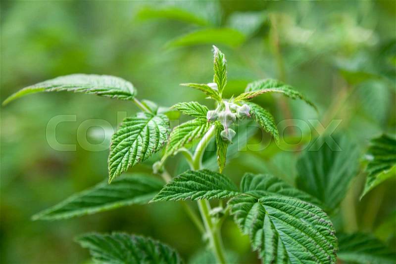 Unripe raspberry flower berry bush, green leaves close-up outdoors, natural background, stock photo