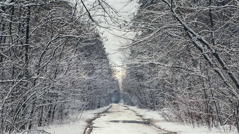 Road and trees in snowy forest in winter during sunset, stock photo