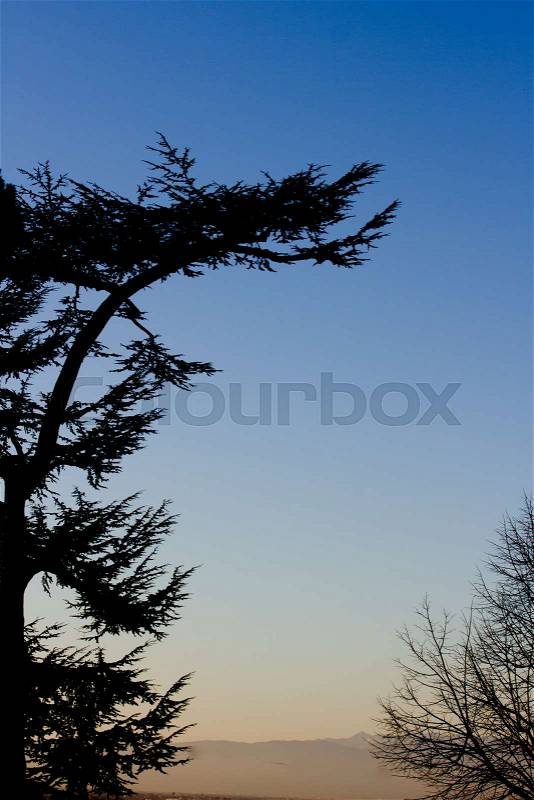 Cedar tree silhouette on night sky background. Sunset, stock photo