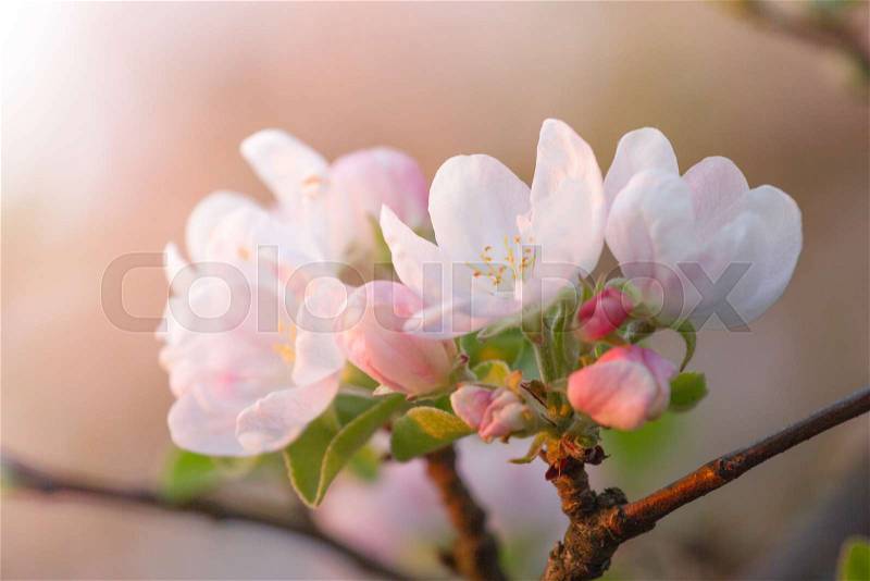 Cherry Apple blossom in springtime. Background flower, stock photo