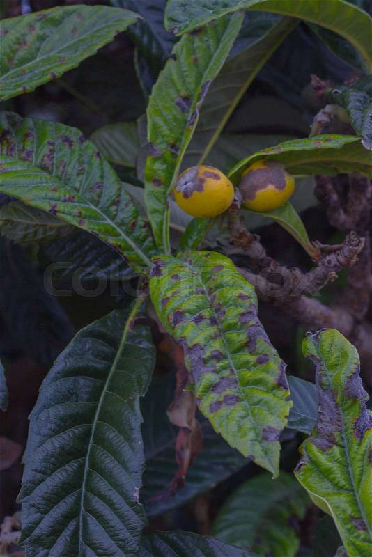 Inedible loquat tree sick of fruit rot. Rottenness plant desease. Eriobotrya japonica tree, stock photo