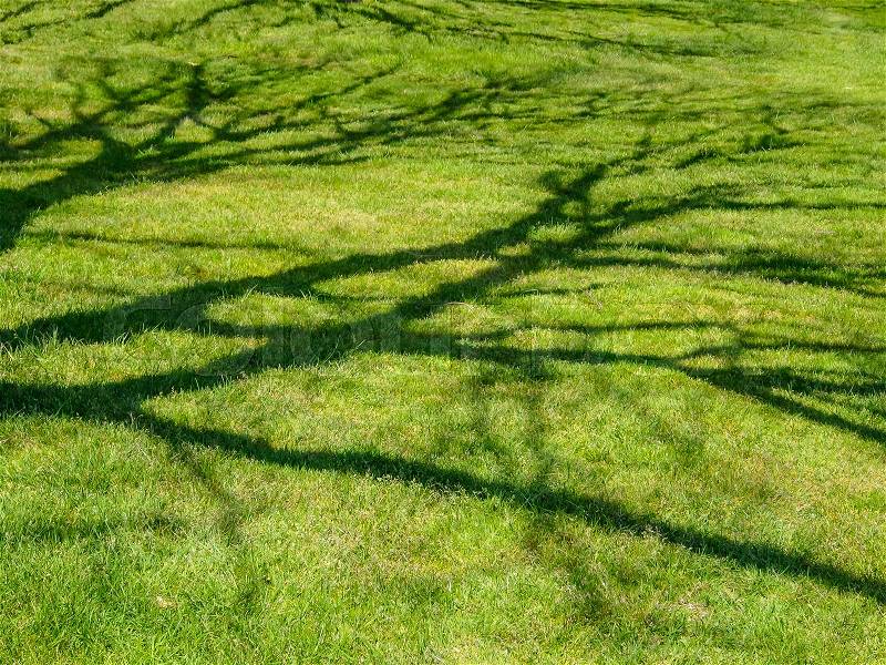 Shade of a tree branches on green grass in park, stock photo