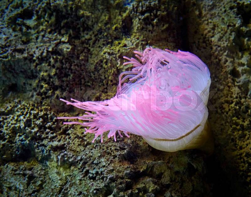 Pink sea anemone in Atlantic Ocean water, stock photo