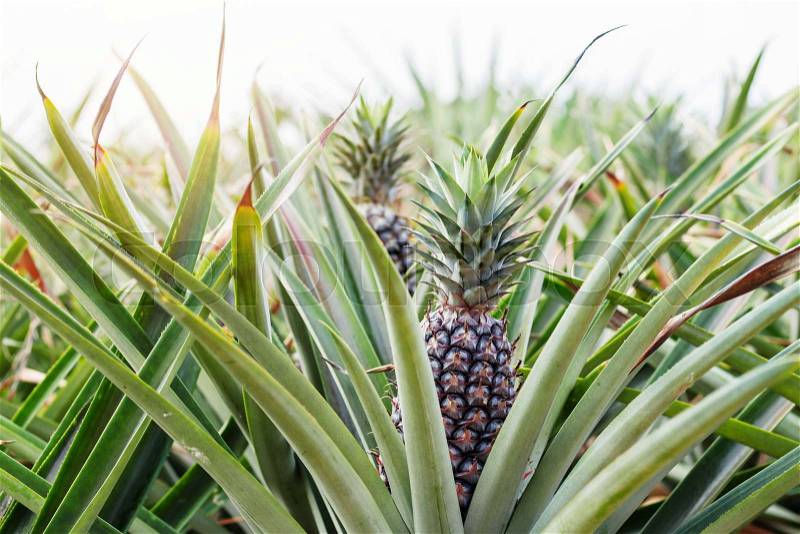 Pineapple grows on farm with the sky at morning, stock photo