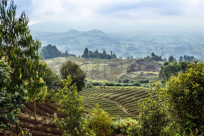 Green farmland fields landscape in Virunga volcano national park, Rwanda, stock photo