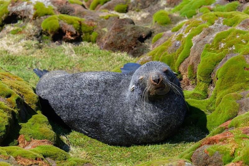 Fur seal on green grass, stock photo