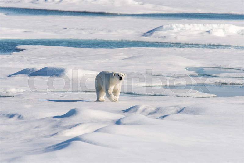 Polar bear on the pack ice, stock photo