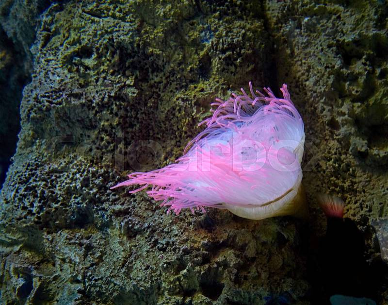 Pink sea anemone in Atlantic Ocean, stock photo