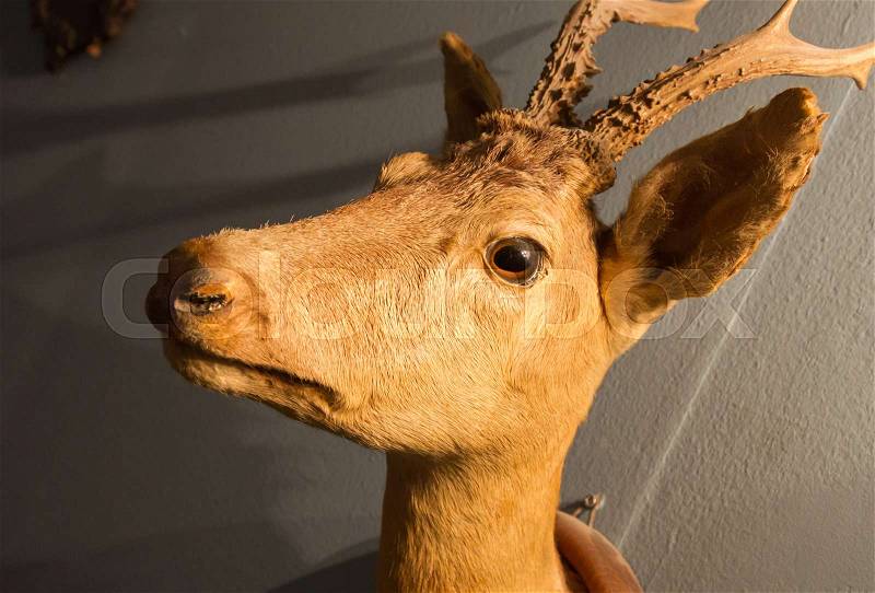 Stuffed deer head, hanging on a wall, stock photo