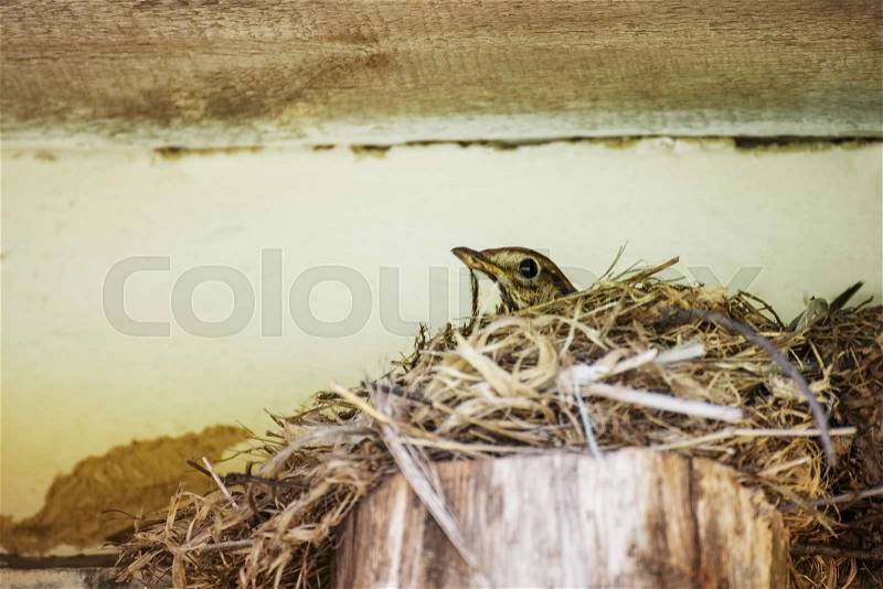 Bird singing thrush hatching eggs eggs in a nest under the roof of a village house, close-up, stock photo