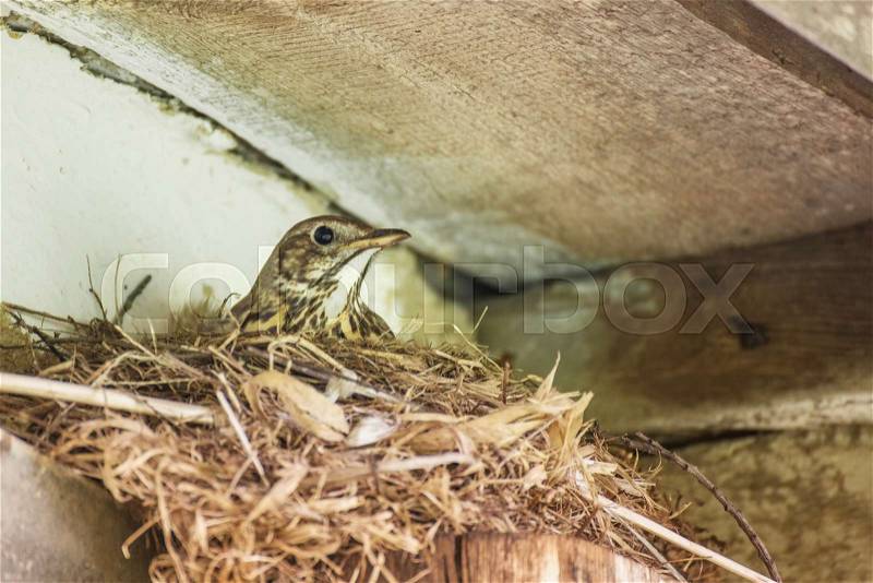 Bird singing thrush hatching eggs eggs in a nest under the roof of a village house, close-up, stock photo