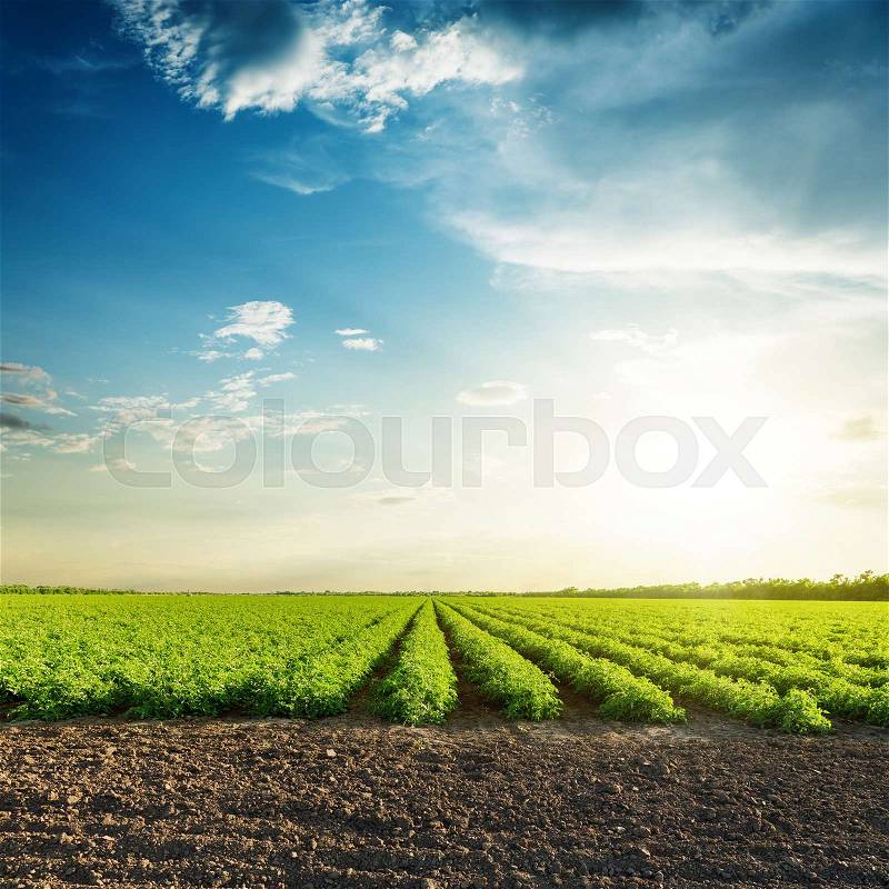 Green agriculture fields and sunset in blue sky with clouds, stock photo