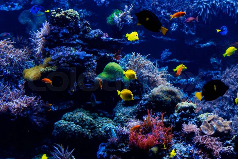 Tropical Fish on a coral reef. Underwater coral fish, stock photo
