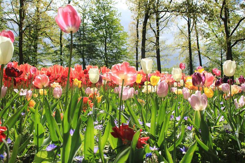 Wonderful tulips in different colours in the sunshine in the world\'s largest flower garden Keukenhof in Holland in the beautiful spring, stock photo