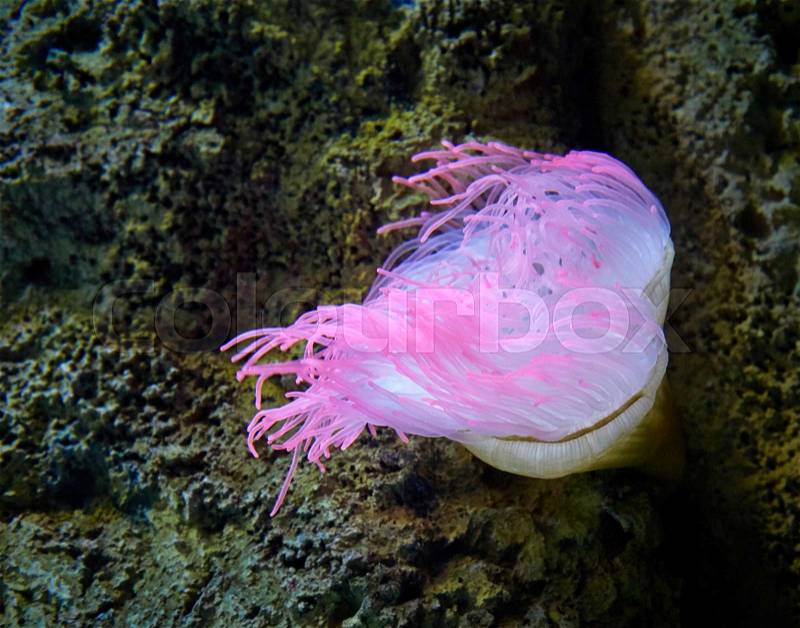 Pink sea anemone in Atlantic Ocean water, stock photo